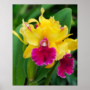 Exotische Orchidee in Gelb- und Rosatönen Poster
