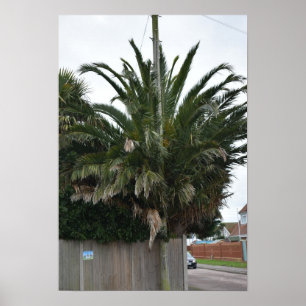 Exotische Palmen & Pflanzen in Selsey. Poster