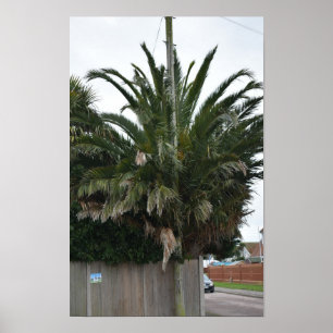 Exotische Palmen & Pflanzen in Selsey. Poster
