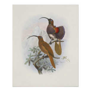 Exotische Paradiesvögel der Berge Vintage-Illustra Poster