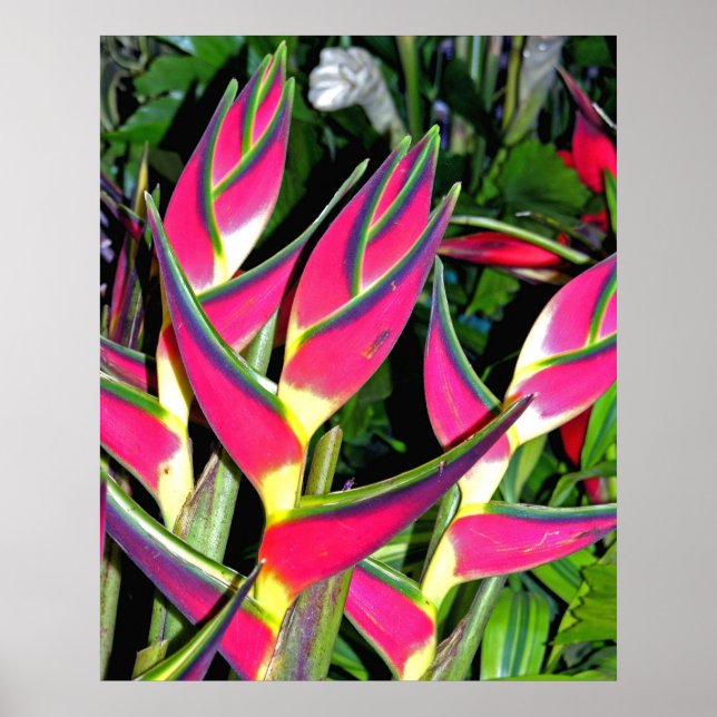 Exotische Pflanze (1) Poster (Vorne)