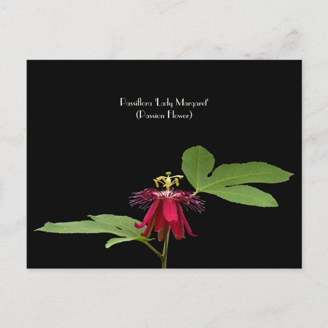 Exotische rote Passion-Blume-Sammelkarte Postkarte (Vorderseite)
