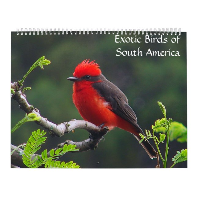 Exotische Vögel von Südamerika-Kalender Kalender (Titelbild)