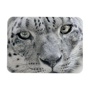 Exotische Weißschneeleopard Magnet
