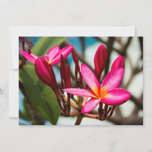 Exotischer Blumenhintergrund Plumeria blüht Einladung