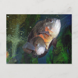 Exotischer Fisch Astronotus im Aquarium von Jalta Postkarte