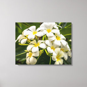 Exotischer InselPlumeria wickelte Leinwand-Druck Leinwanddruck