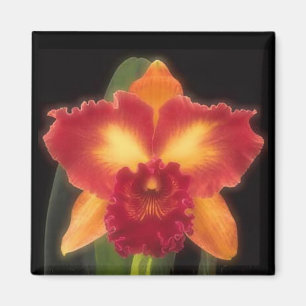 Exotischer Schönheits-Magnet Magnet