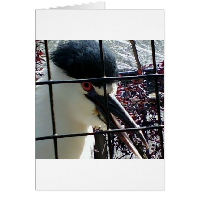 Exotischer Vogel im Zoobild (Vorne)