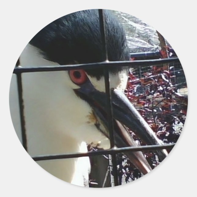 Exotischer Vogel im Zoobild Runder Aufkleber (Vorderseite)