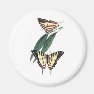 Exotischer Vogel-Kühlschrankmagnet Magnet