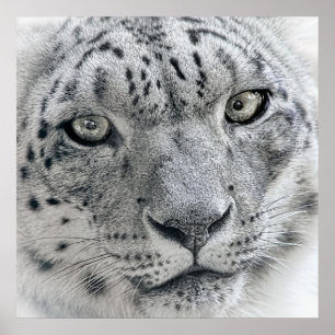 Exotischer weißer Schnee-Leopard Poster