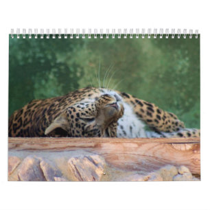 EXOTISCHES KATZENARTIGES ZÜCHTENDES MITTEL KALENDER