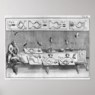 Experiment auf Fröschen Poster
