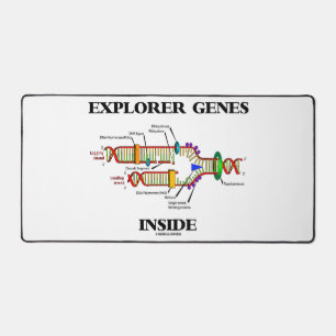 Explorateur de gènes à l'intérieur de la réplicati