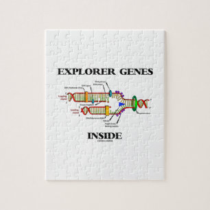 Explorer Genes Inside (DNA-Replikation)