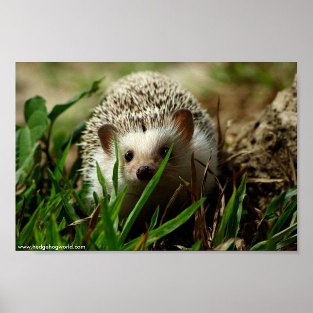 Explorer-Poster Poster (Vorne)