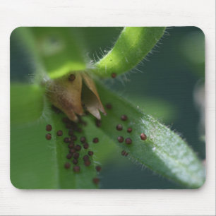 Explosions-Petunie Seedpod Mousepad