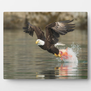 Explosive Bald Eagle Fotoplatte