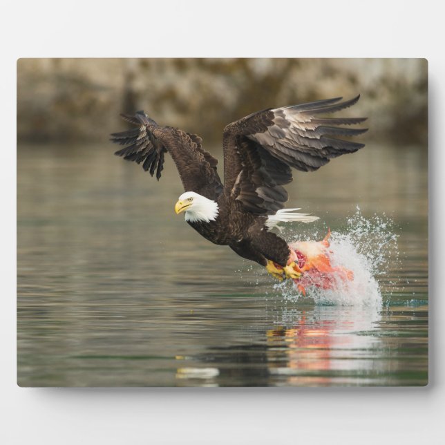Explosive Bald Eagle Fotoplatte (Vorderseite)