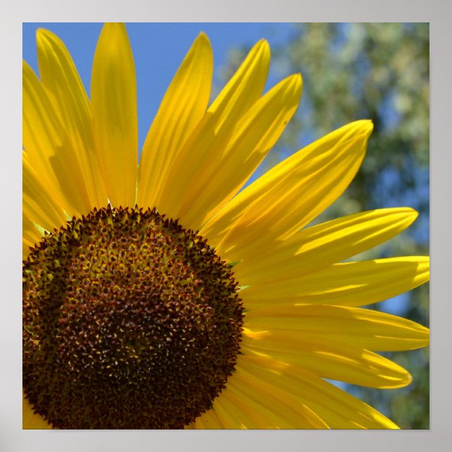 Express Love Sunflower Poster (Vorne)