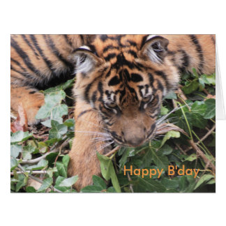 Expressions de caractères