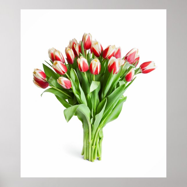 Exquisite Blume Poster - Tulpen (Vorne)