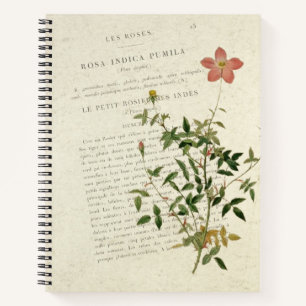 Exquisite Miniaturen: Rosa indica pumila Notebook Notizbuch