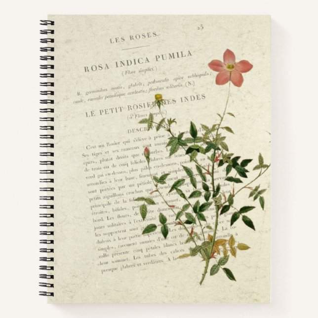 Exquisite Miniaturen: Rosa indica pumila Notebook Notizbuch (Vorderseite)