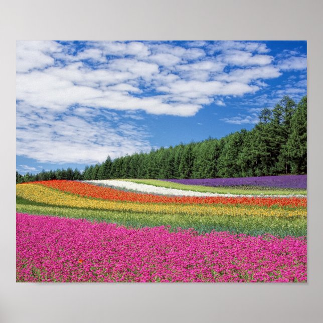 Extra Small (16.50" x 11.00"), Value Poster Paper (Vorne)