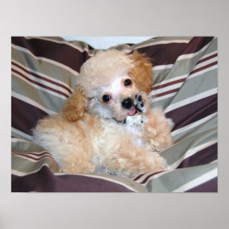Extravagant Apricot Poodle Puppy..talk Poster