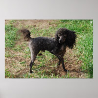 Extravagant Black Toy Poodle Boy