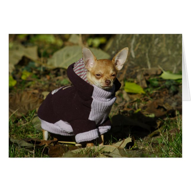 Extravagant Chihuahua (Vorderseite (Horizontal))