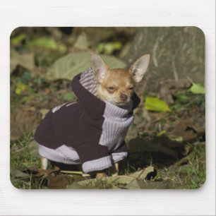 Extravagant Chihuahua Mousepad