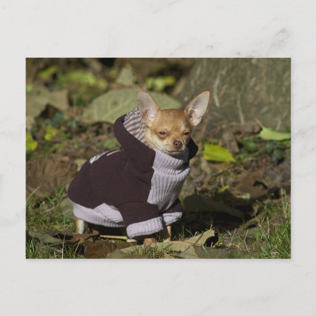 Extravagant Chihuahua Postkarte (Vorderseite)