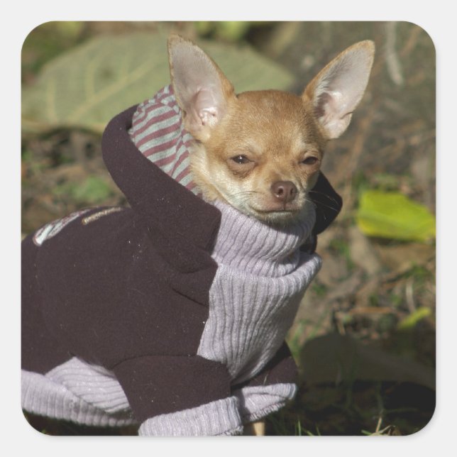 Extravagant Chihuahua Quadratischer Aufkleber (Vorderseite)