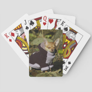 Extravagant Chihuahua Spielkarten