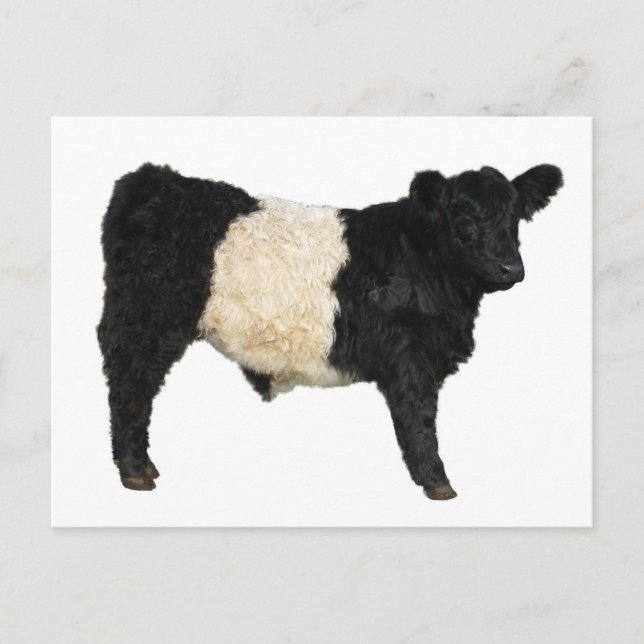 Extravagant ein Oreo? Galloway Cow Postkarte (Vorderseite)