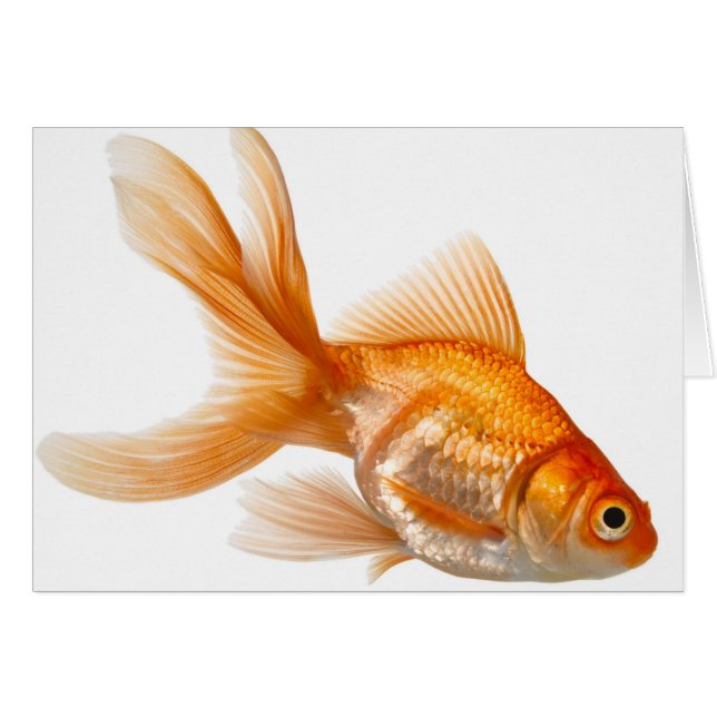 Extravagant Goldfish (Vorderseite (Horizontal))