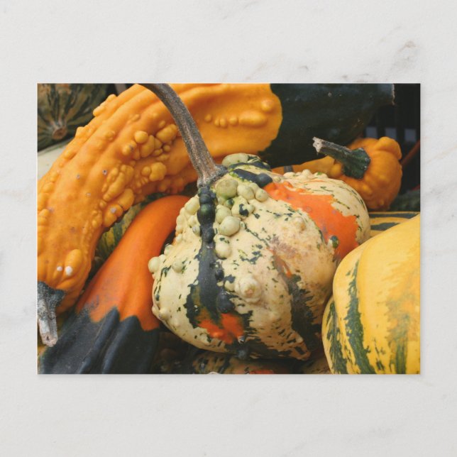 Extravagant Gourds Naturfotografie Postkarte (Vorderseite)