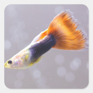 Extravagant Guppy Quadratischer Aufkleber