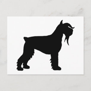 Extravagant Riant Schnauzer Postkarte