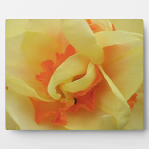 Extravagante Daffodil Plaque Fotoplatte