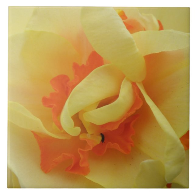 Extravagante Daffodilatatfolie Fliese (Vorderseite)