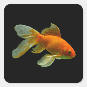 Extravagante Goldfish-Aufkleber Quadratischer Aufkleber
