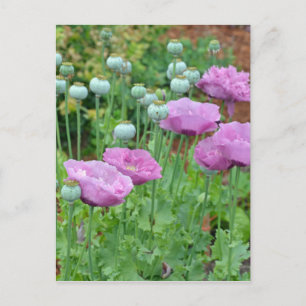 Extravagante lila Mohn-Blume Postkarte