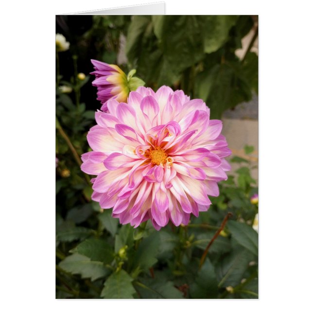 Extravagante Lila und weiße Dahlia-Blankenkarte (Vorne)