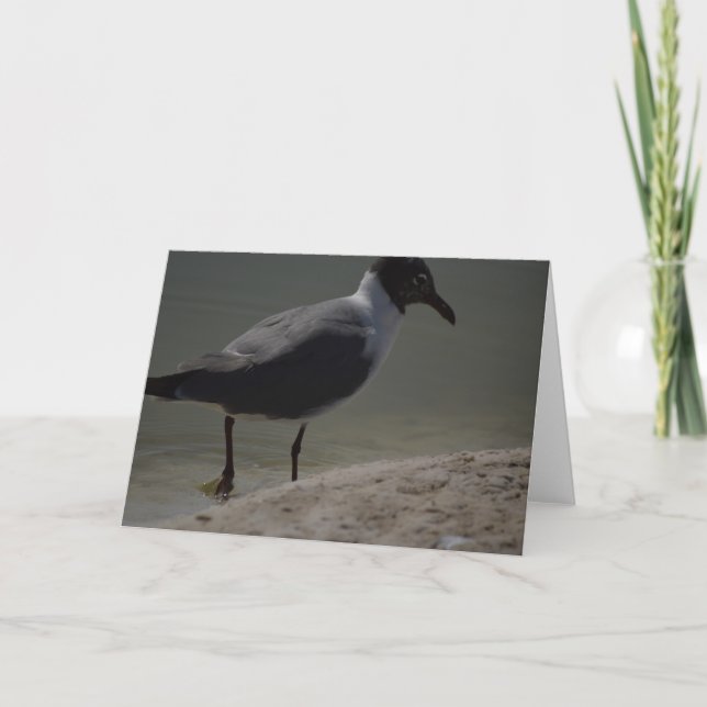 Extravagante Seagull-Notecard Dankeskarte (Vorderseite)