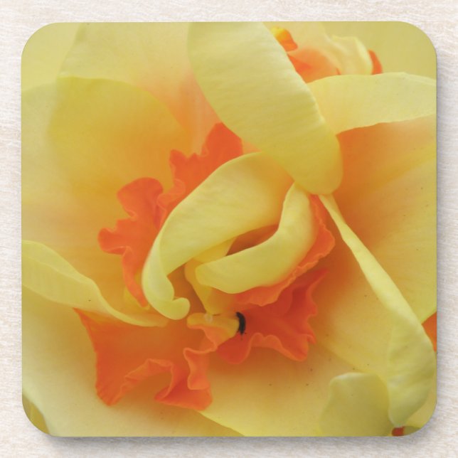 Extravaganter Daffodil Cork Untersetzer (Vorderseite)