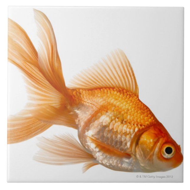 Extravaganter Goldfish Fliese (Vorderseite)